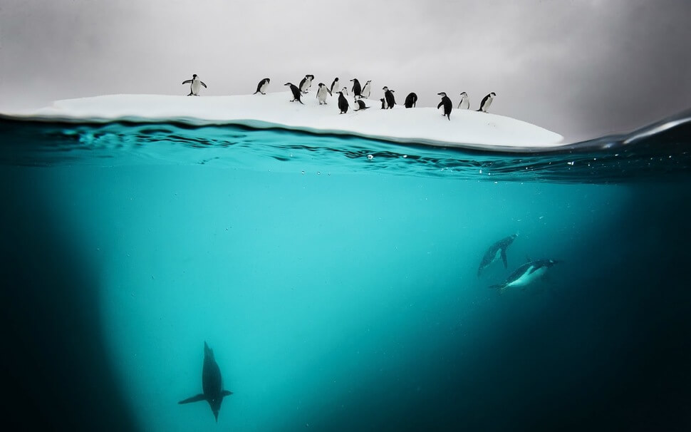 photo-sous-surface-eau-aquatique-incroyables-5