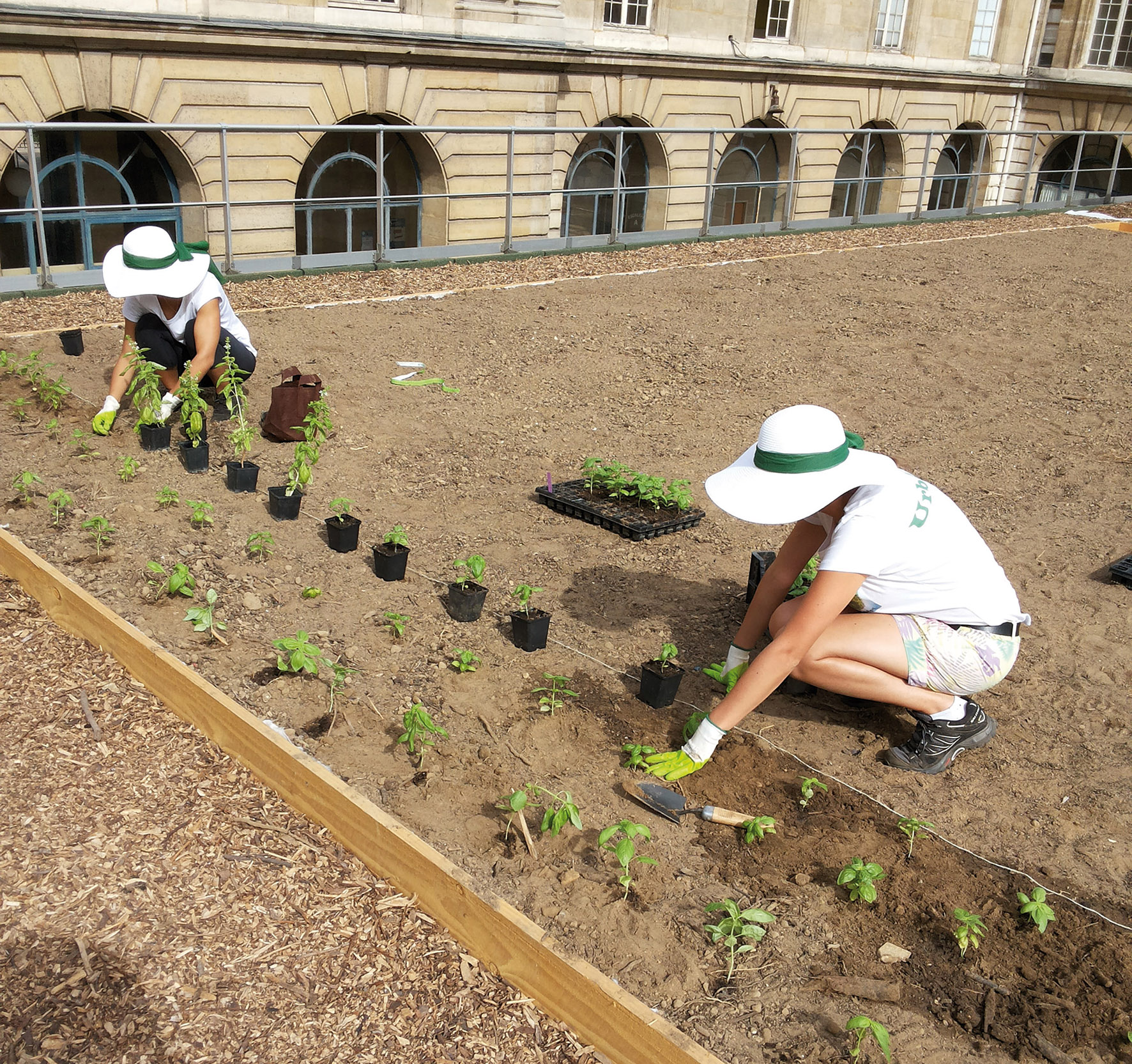 Deux jeunes femmes en tenue de jardiner plante du basilic sur un toit terrasse transformé en jardin.