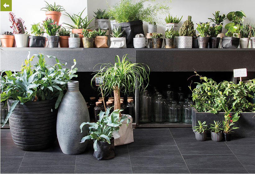 de nombreuses plantes vertes sont diposés dans un espace gris anthracite. le sol est en stratifié imitation ardoise très vhic. Esprit green forest