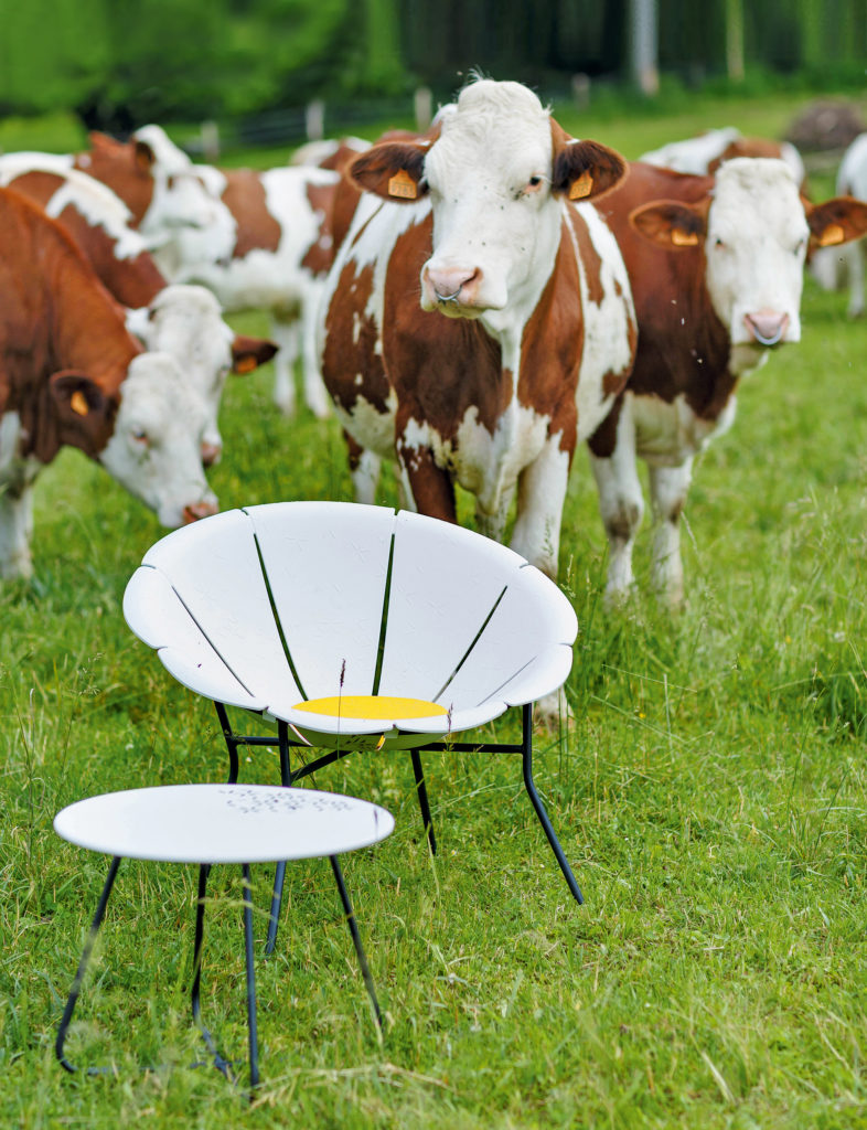 Une Chaise Grosfillex Yéyé 72 blanche est posée avec sa table basse dans un pré. A l'arrière plan 3 vaches normandes qui regardent l'objectif