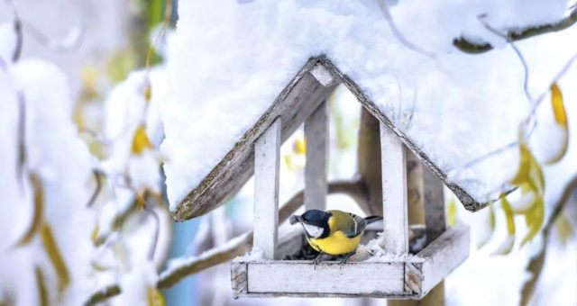 Aménager son jardin pour l’hiver